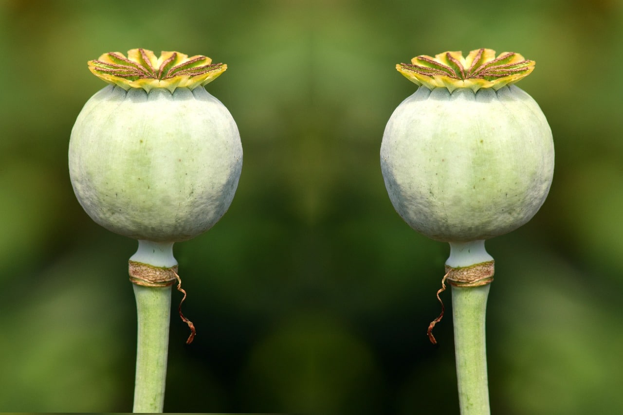 The importance of rel=canonical for content writers