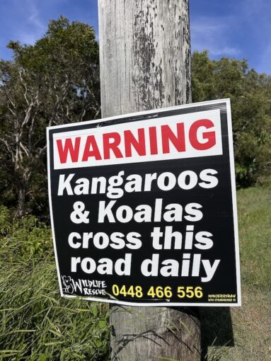 Koalas and kangaroos cross this road daily